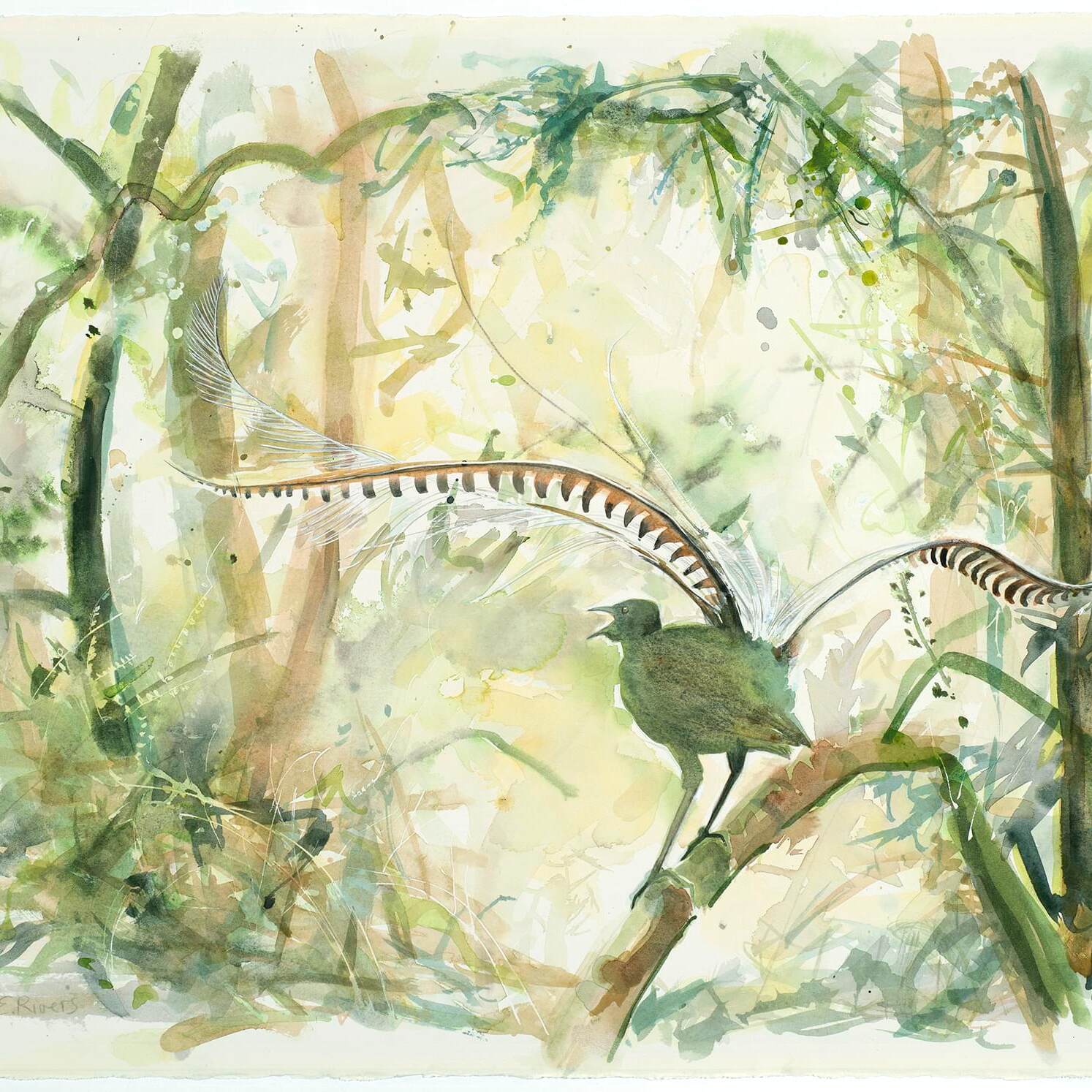 Lyrebird 1000px