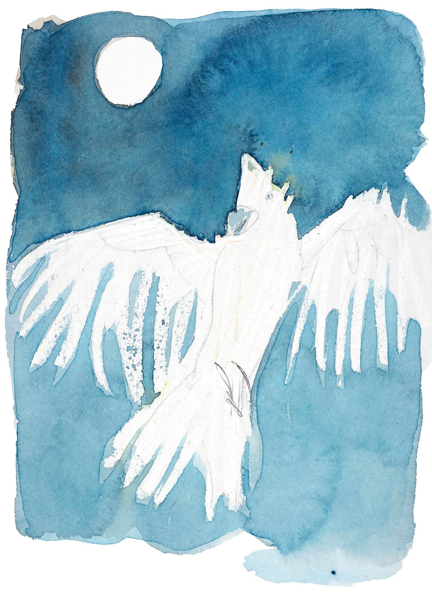 White cockatoos px
