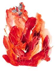 Scarlet honeyeater px