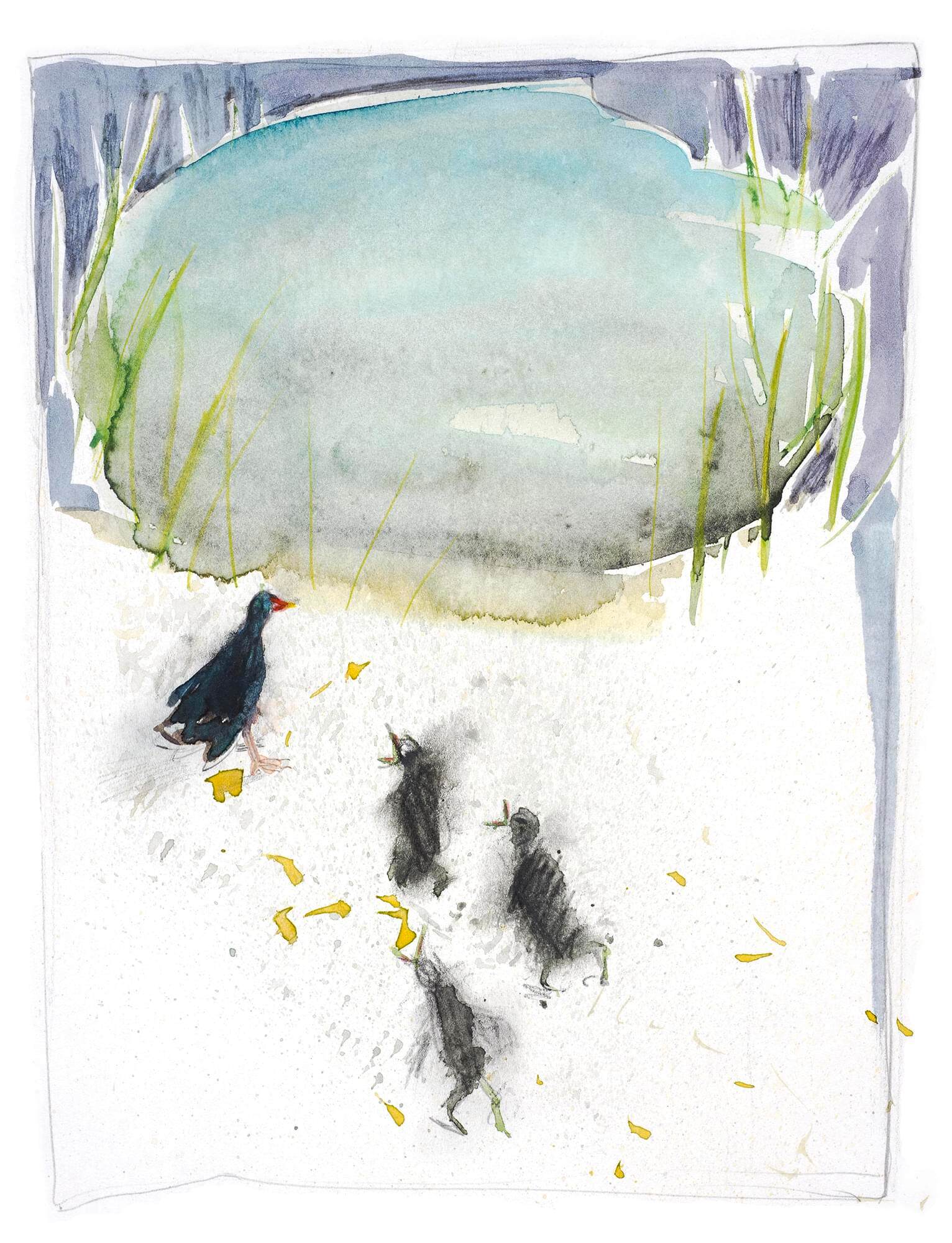 Moorhen chicks px