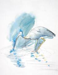 White-faced heron px