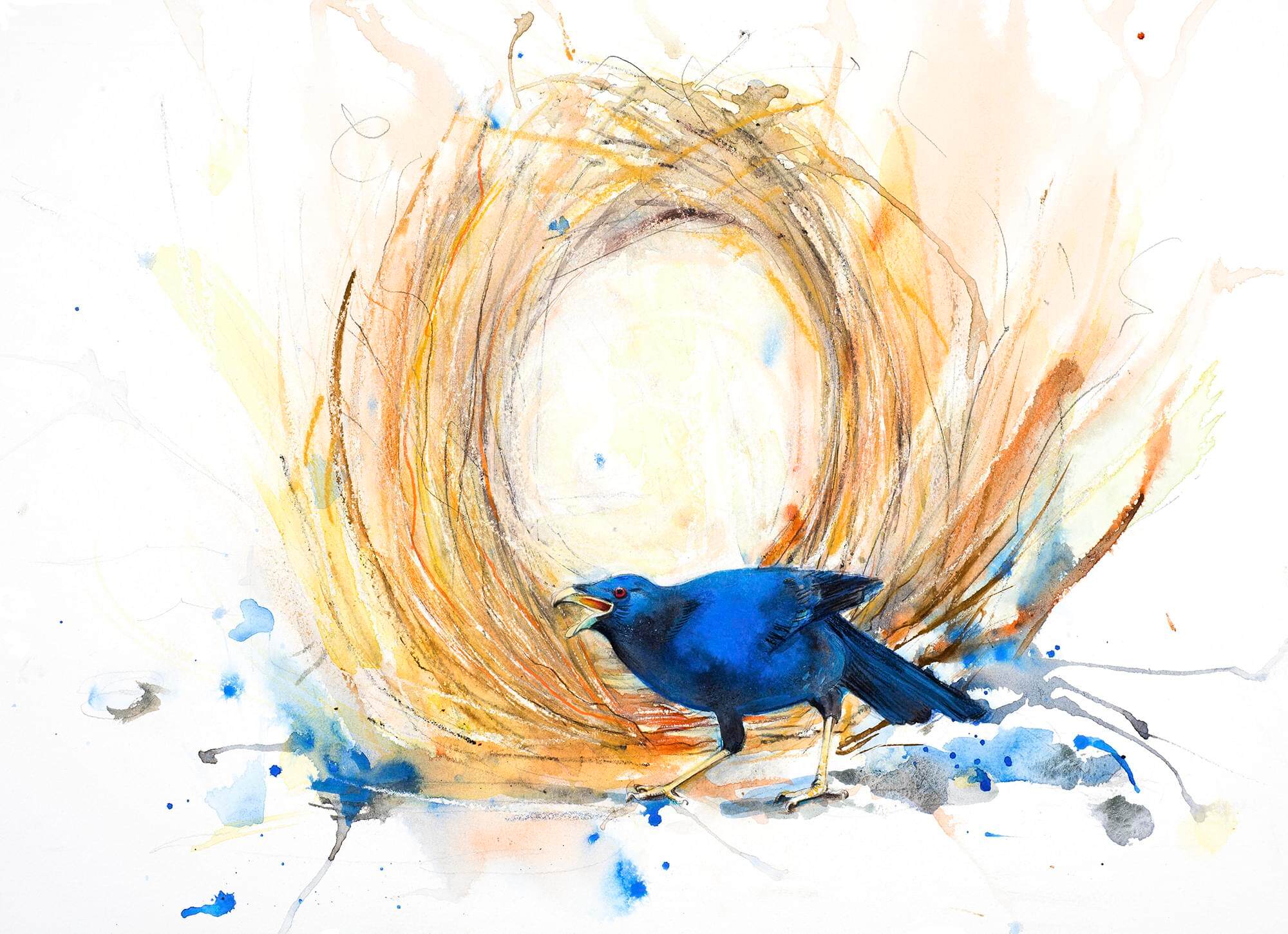 Bowerbird 1000px