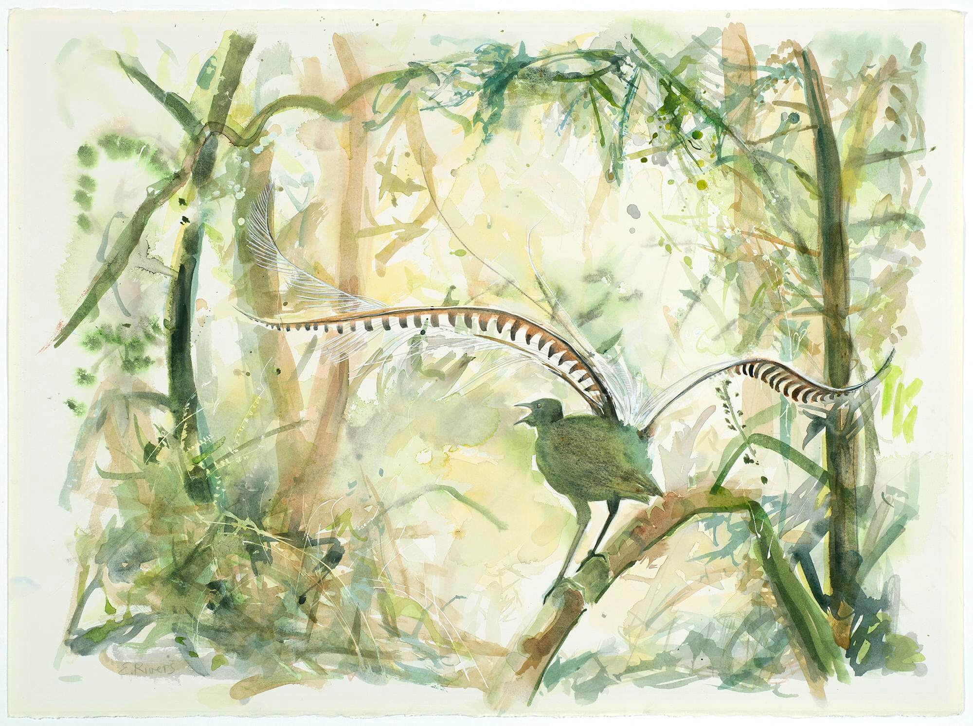 Lyrebird 1000px