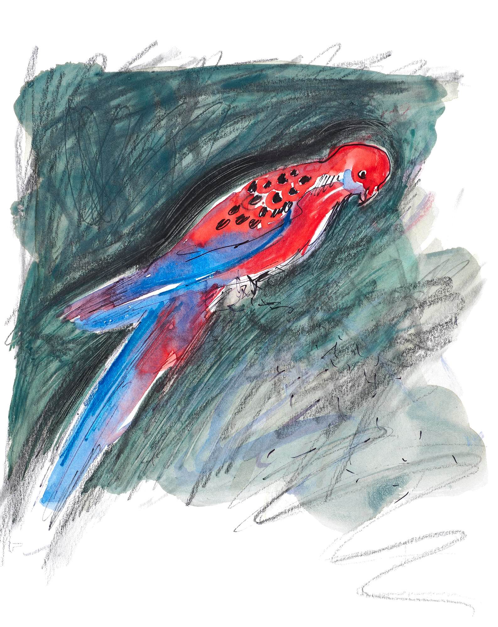 Crimson rosella px