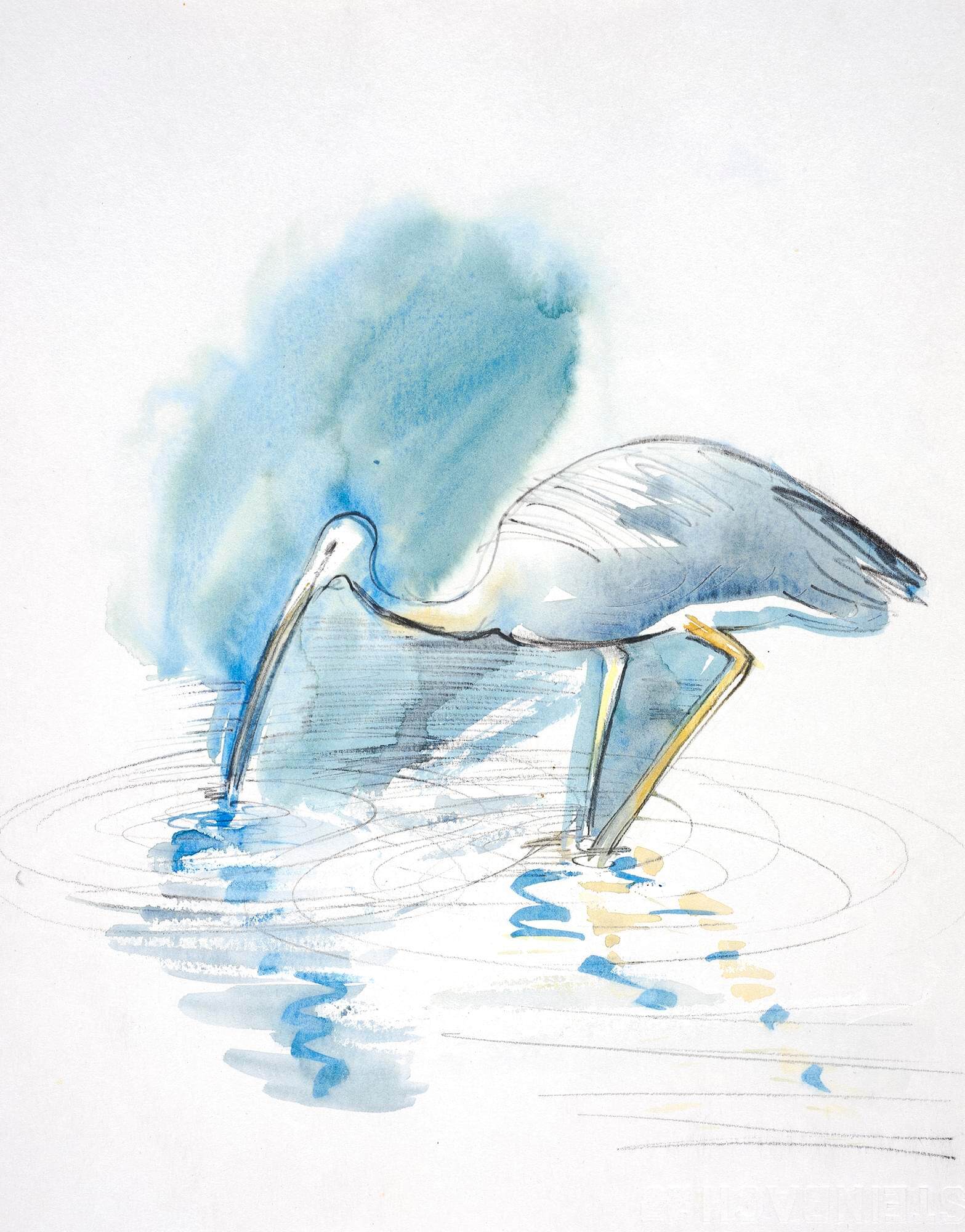White-faced heron px