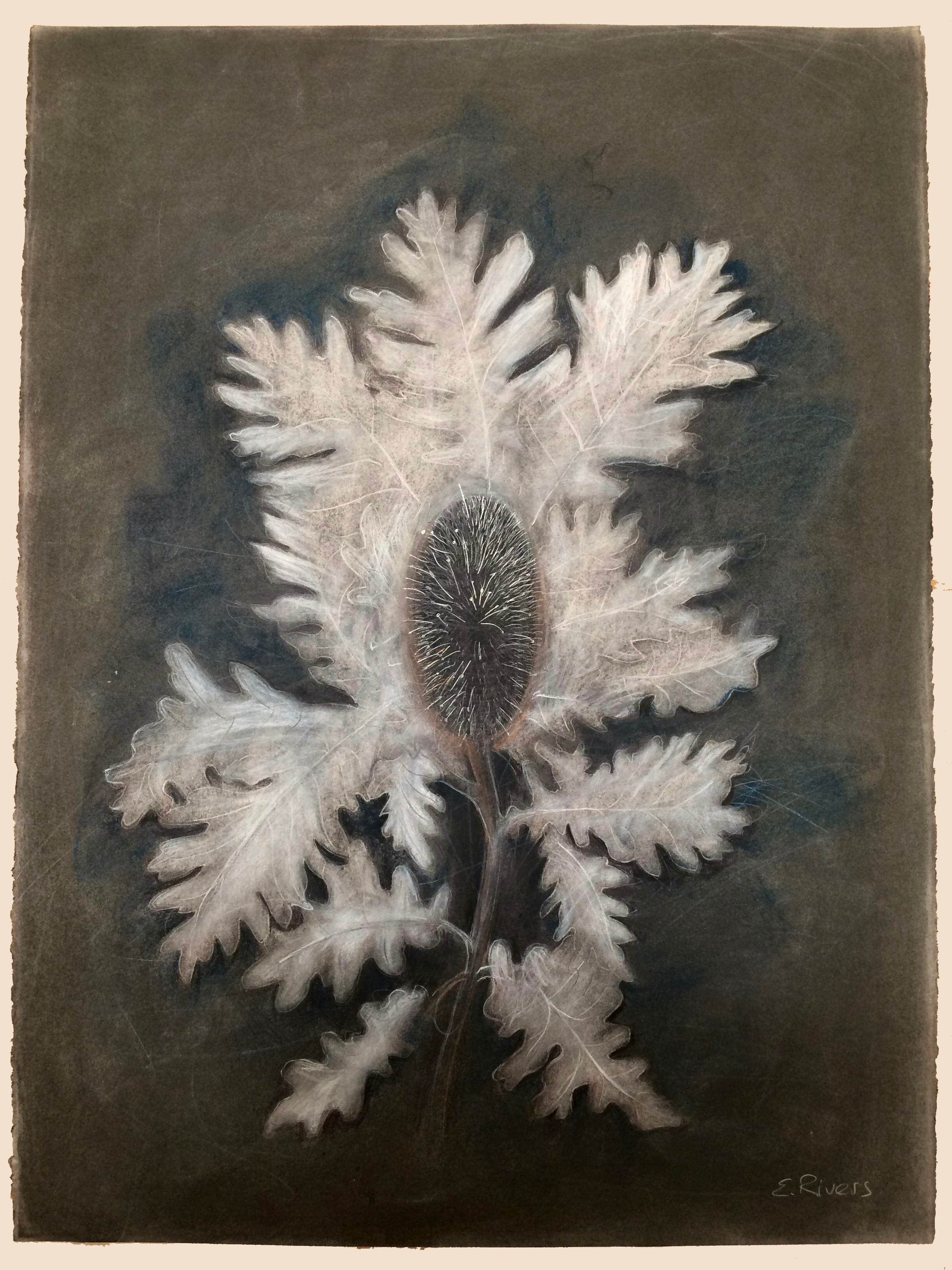Botanica Regina 3 px
