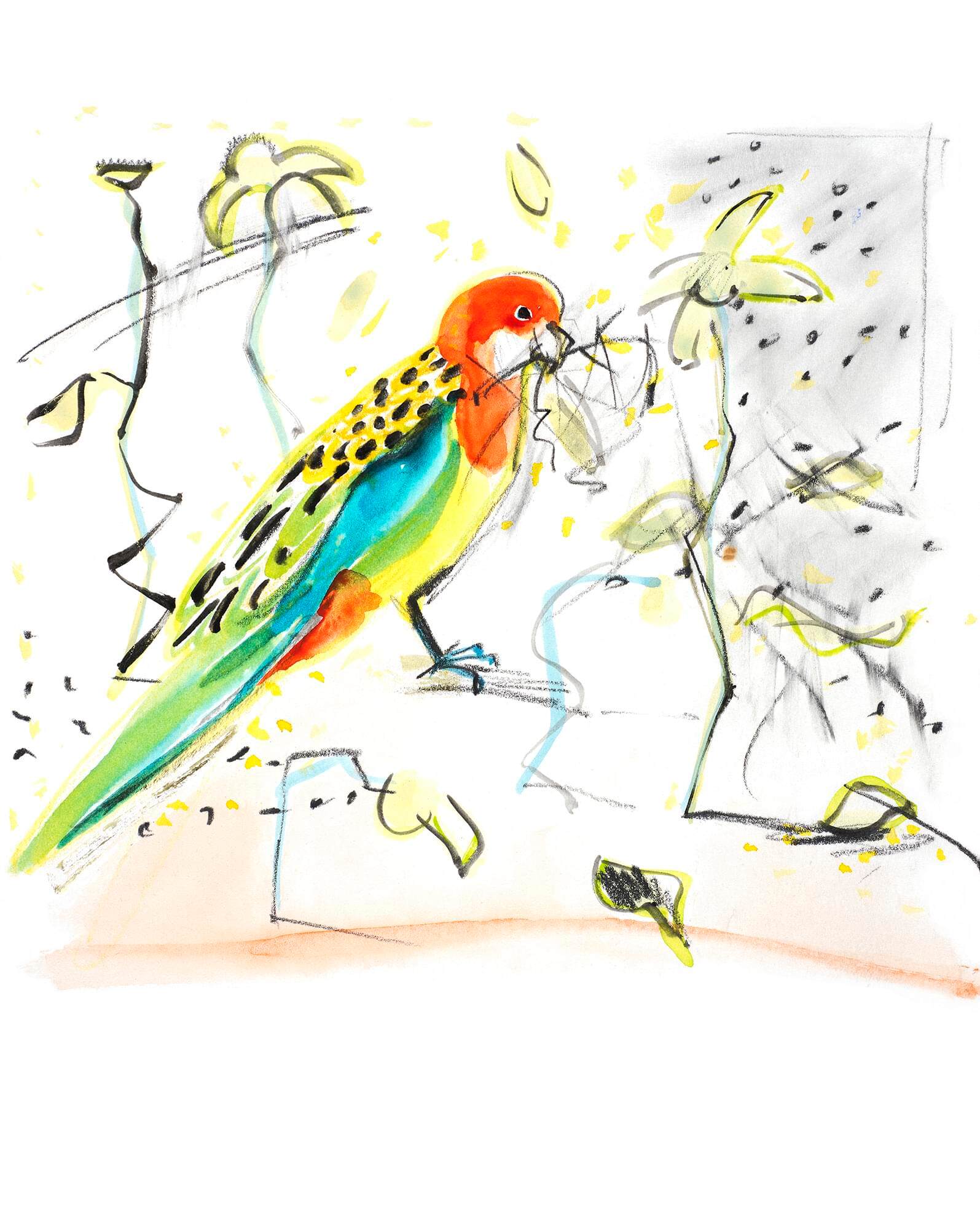 Eastern rosella px