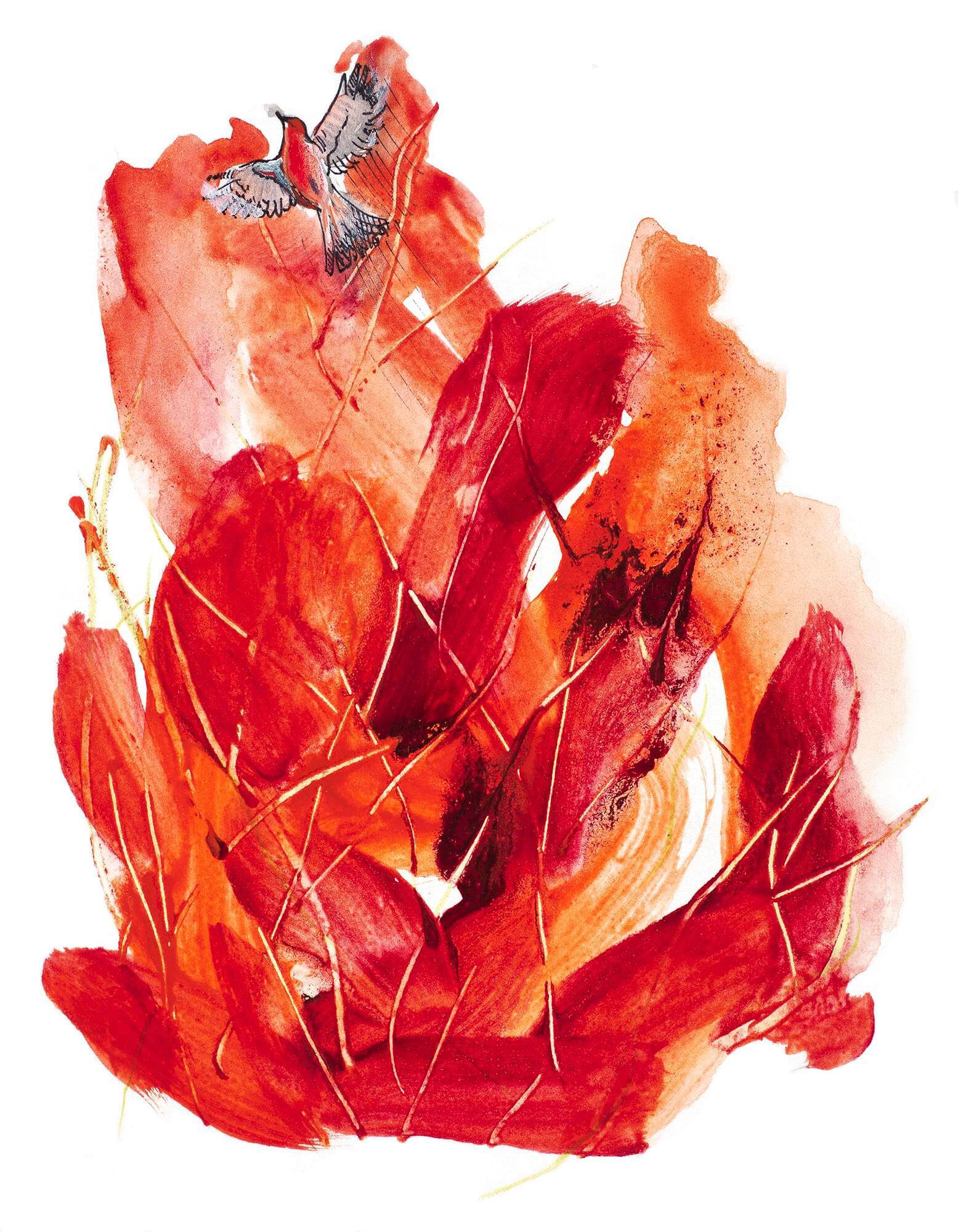 Scarlet honeyeater px