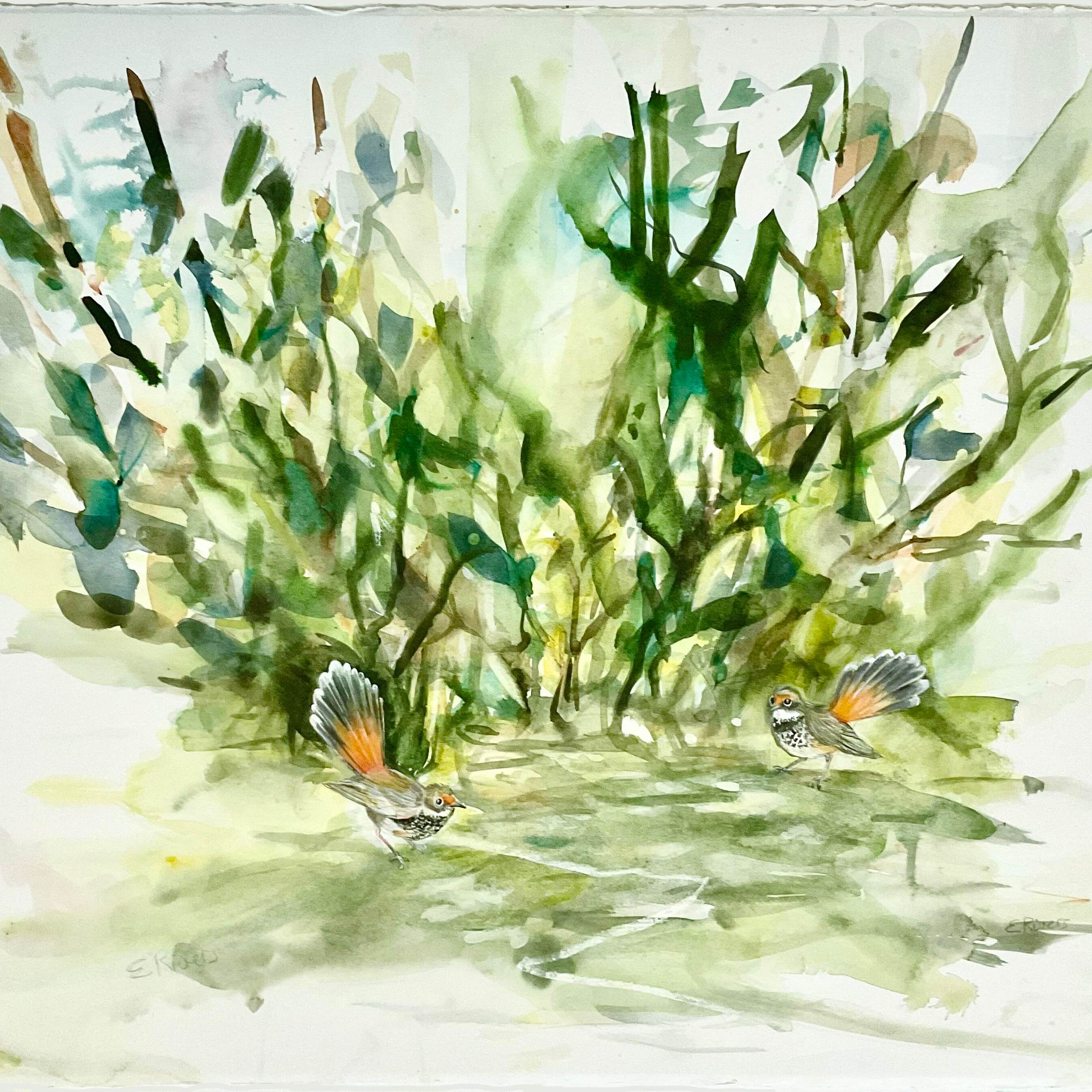 Rufous fantails 1000px